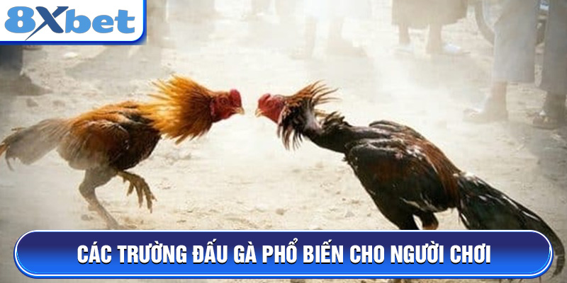 Các trường đấu gà phổ biến cho người chơi