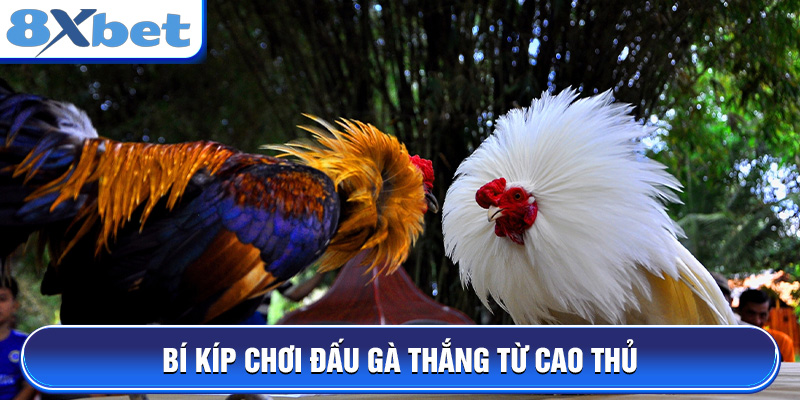 Bí kíp chơi đấu gà thắng từ cao thủ