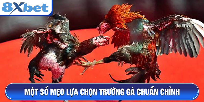 Một số mẹo lựa chọn trường gà chuẩn chỉnh